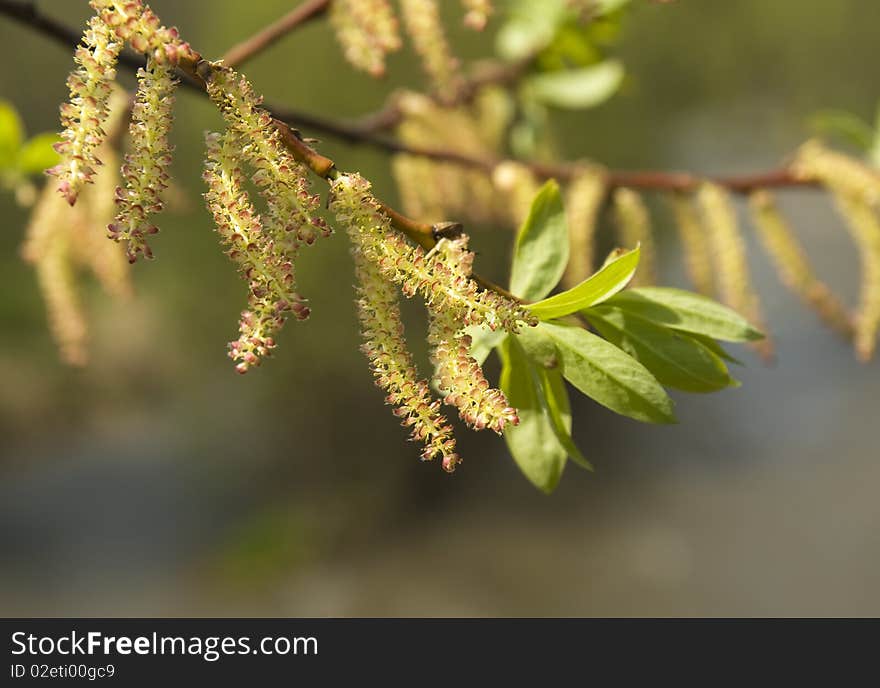 Blossoming Willow.