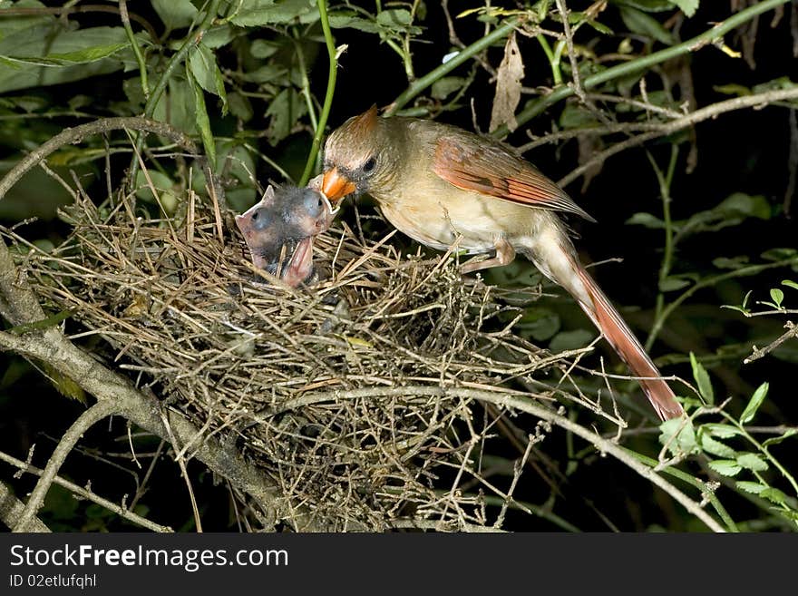 Female cardinal feeding nestlings.