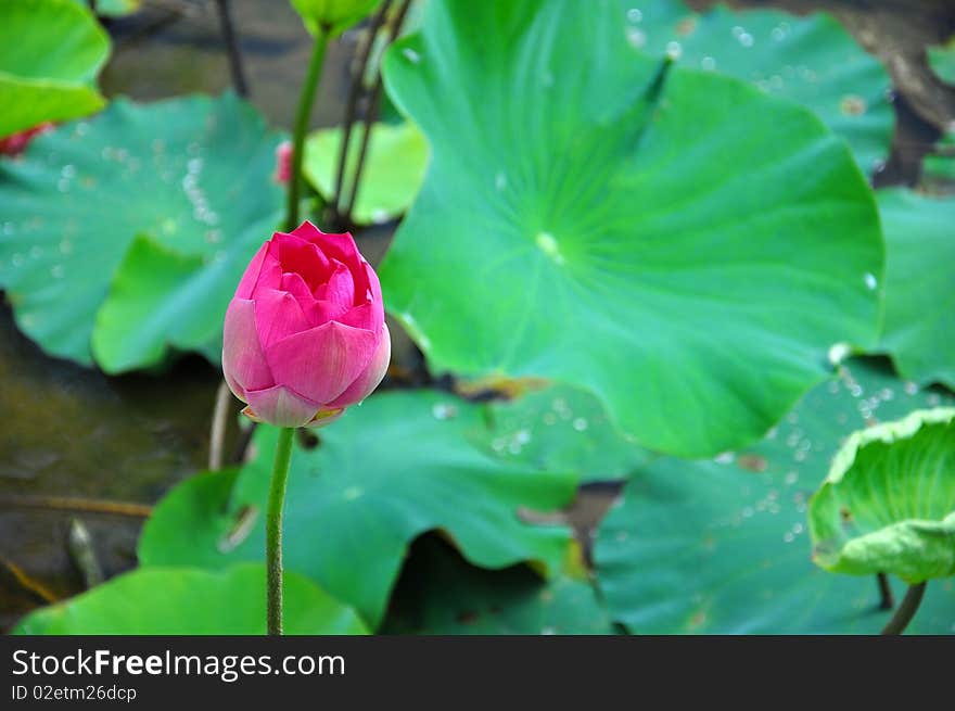 A wonderful big red lily seems more outstanding by its wonderful color from its background.The magnificent color make it more appearence. A wonderful big red lily seems more outstanding by its wonderful color from its background.The magnificent color make it more appearence