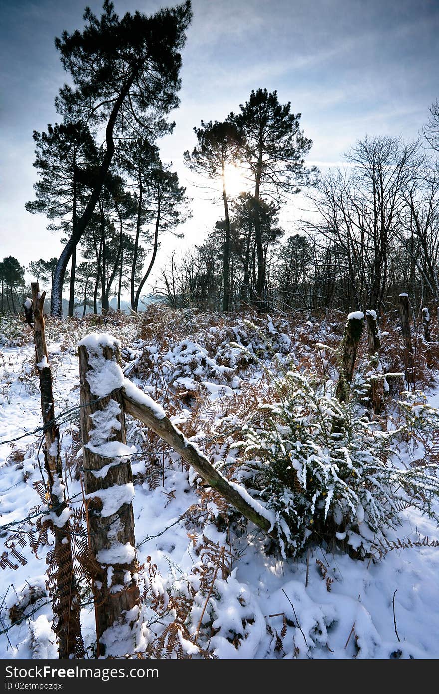 A snow covered forest, Dordogne, France.