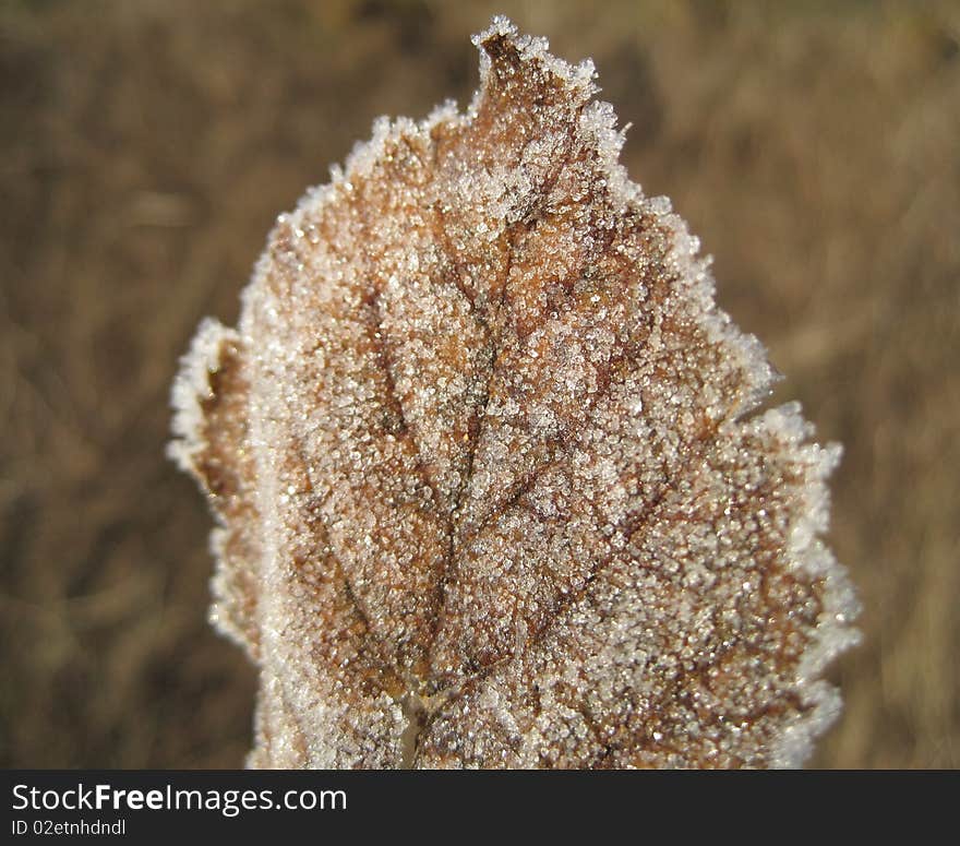 Frost on a leaf