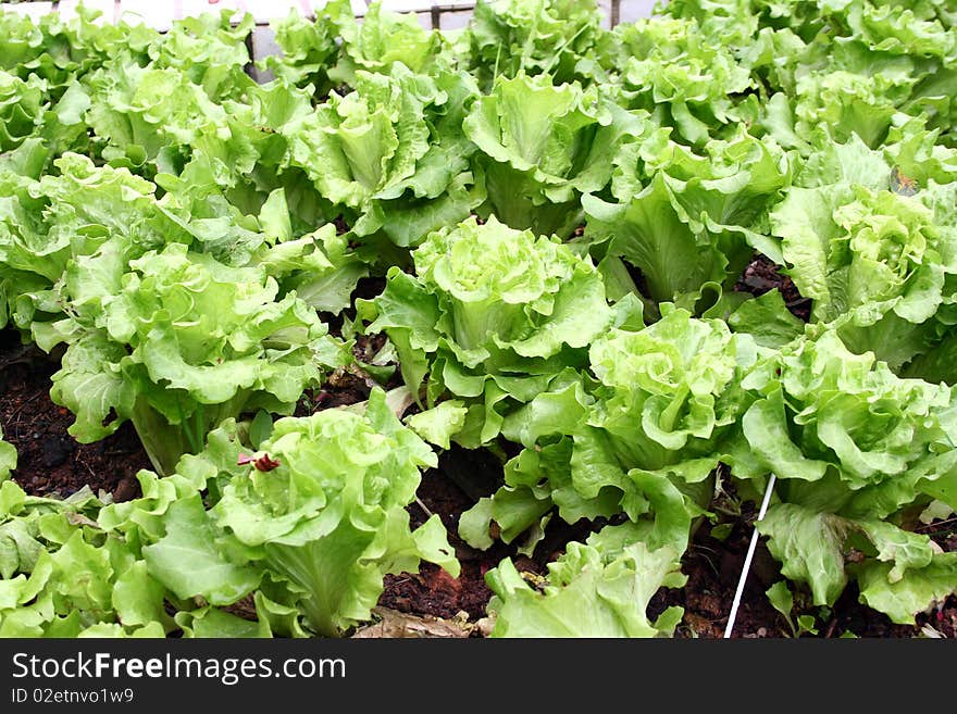 Perspective cabbage field