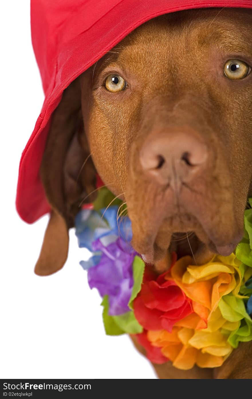 Dog portrait wearing a red hat isolated on white background. Dog portrait wearing a red hat isolated on white background