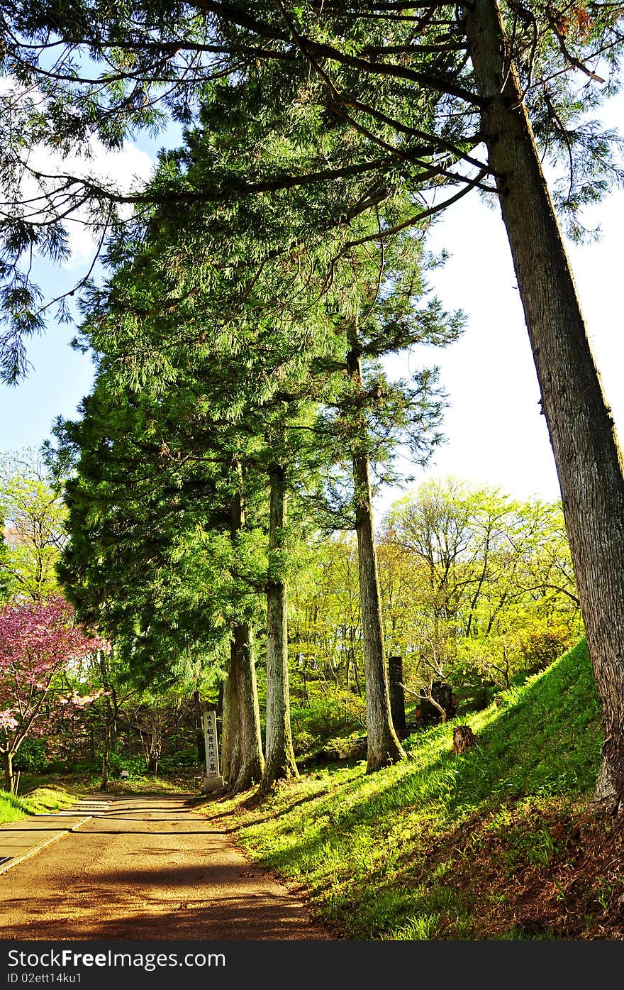 Colorful Park with many of trees. Colorful Park with many of trees