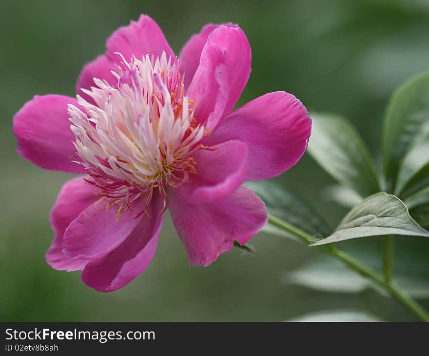 A blooming flower of peony