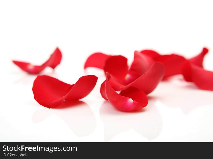 Petals of roses on a white background