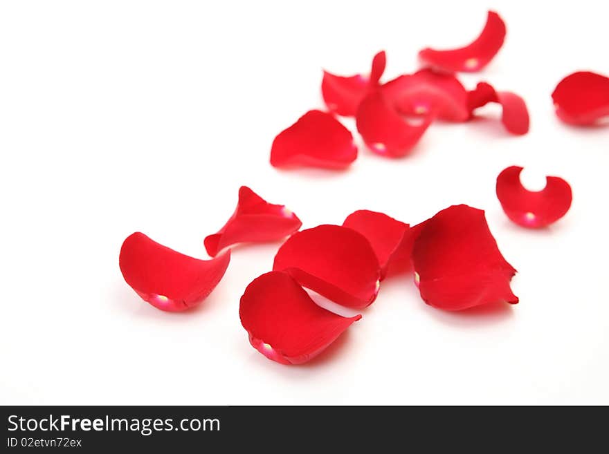 Petals of roses on a white background