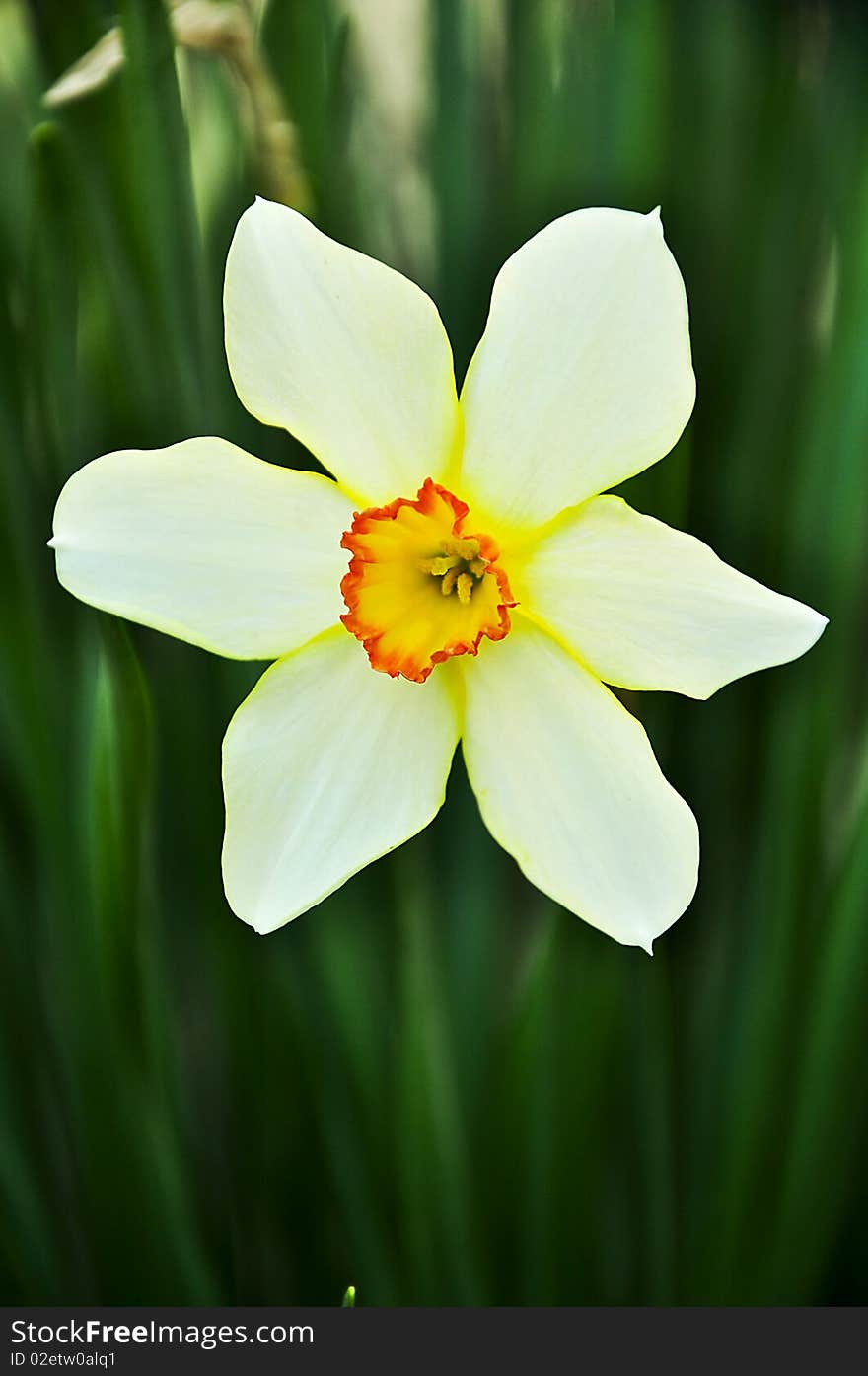 White flower in green background