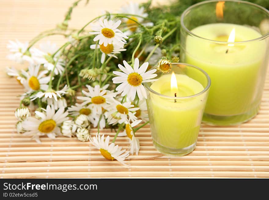 Flowers of a camomile and green candle. Flowers of a camomile and green candle