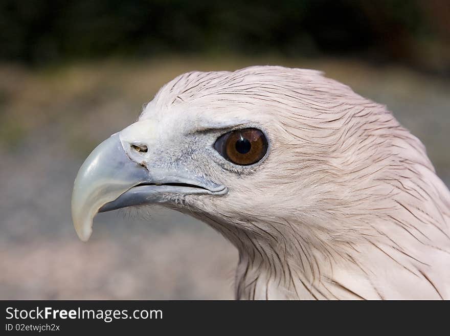 Profile of a bald eagle