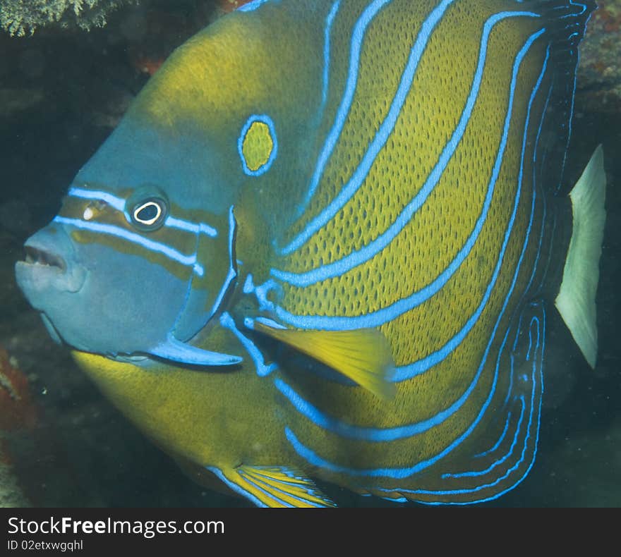 Blue ringed angel fish