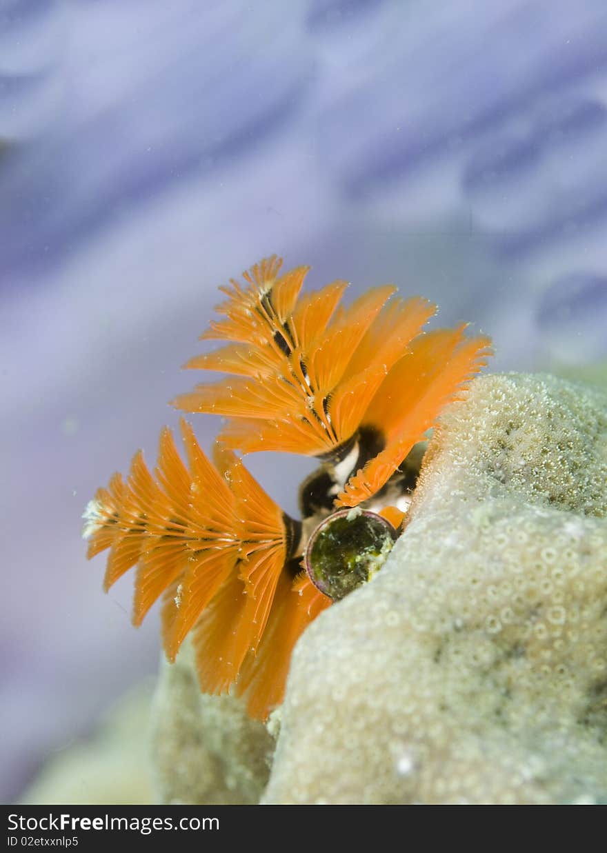 Spirobranchus giganteus,Christmas tree worms