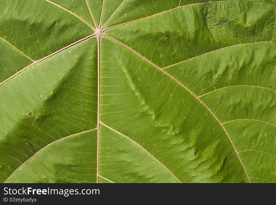 Vivid green leaf texture background