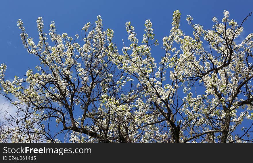 The pear tree bloom in the spring. The pear tree bloom in the spring