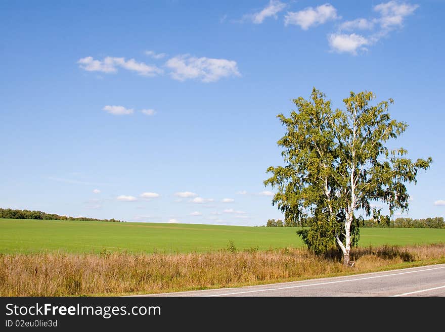 Lonely tree among the fields