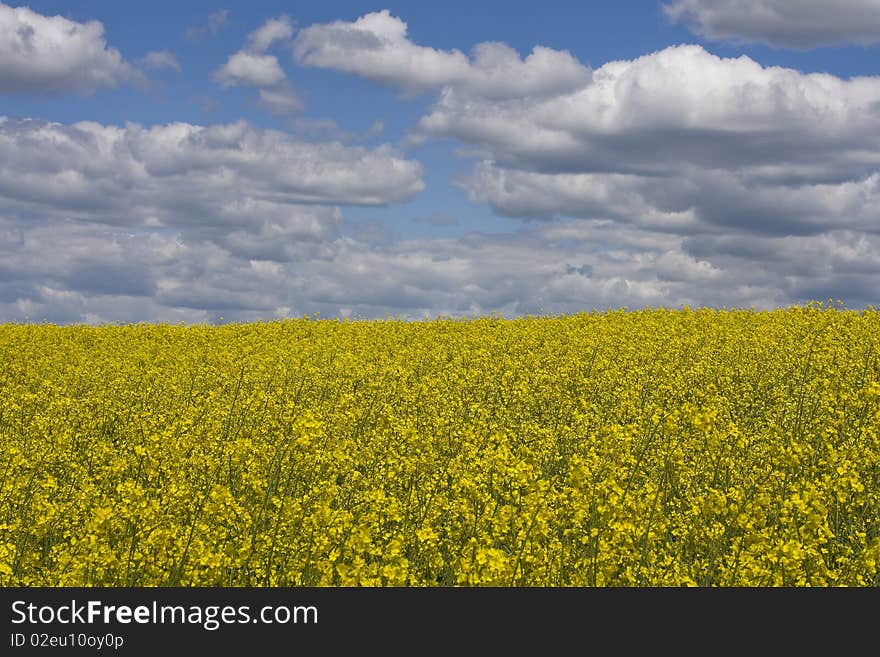 Rape Field.