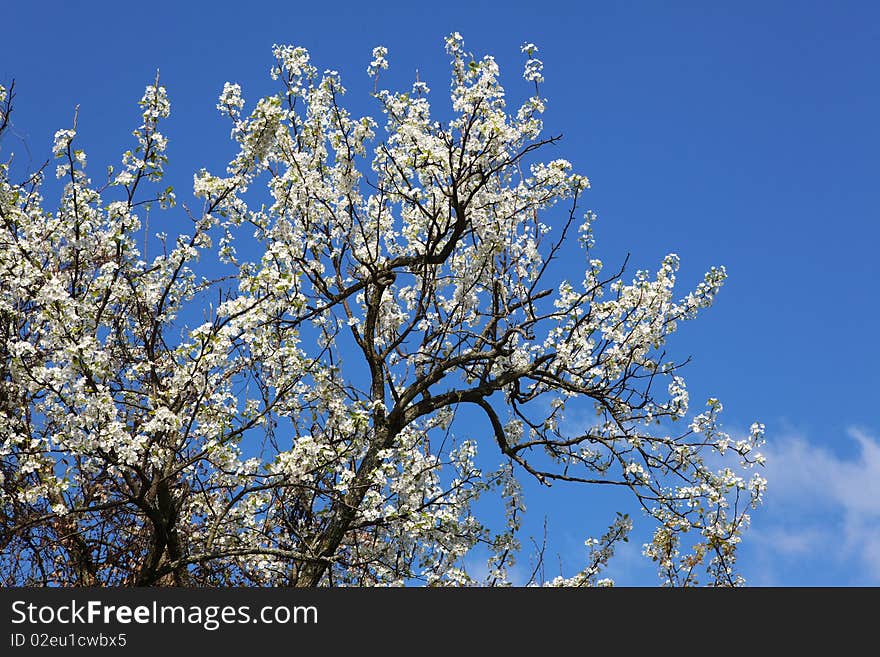 A pear flowers are open in the sunny