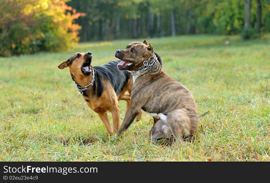 Dogs playing in the grass