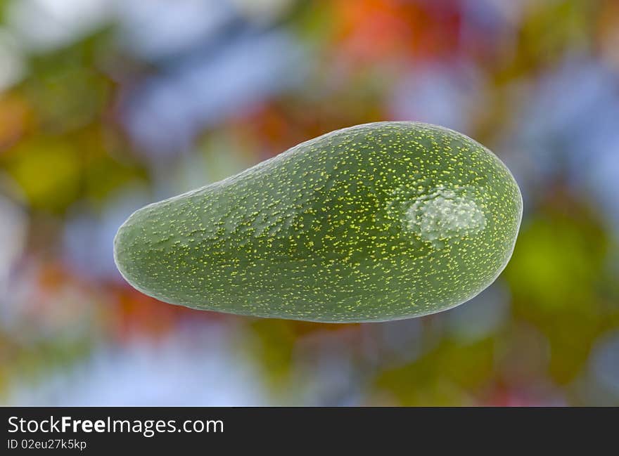 Green avocado.