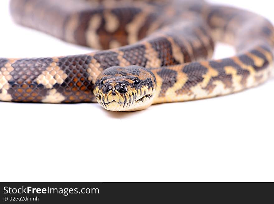 Boa constrictor on the white background. Boa constrictor on the white background