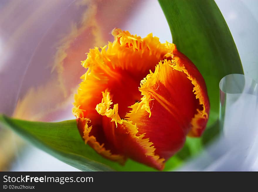 Red tulip with some reflexion in its wrap. Red tulip with some reflexion in its wrap