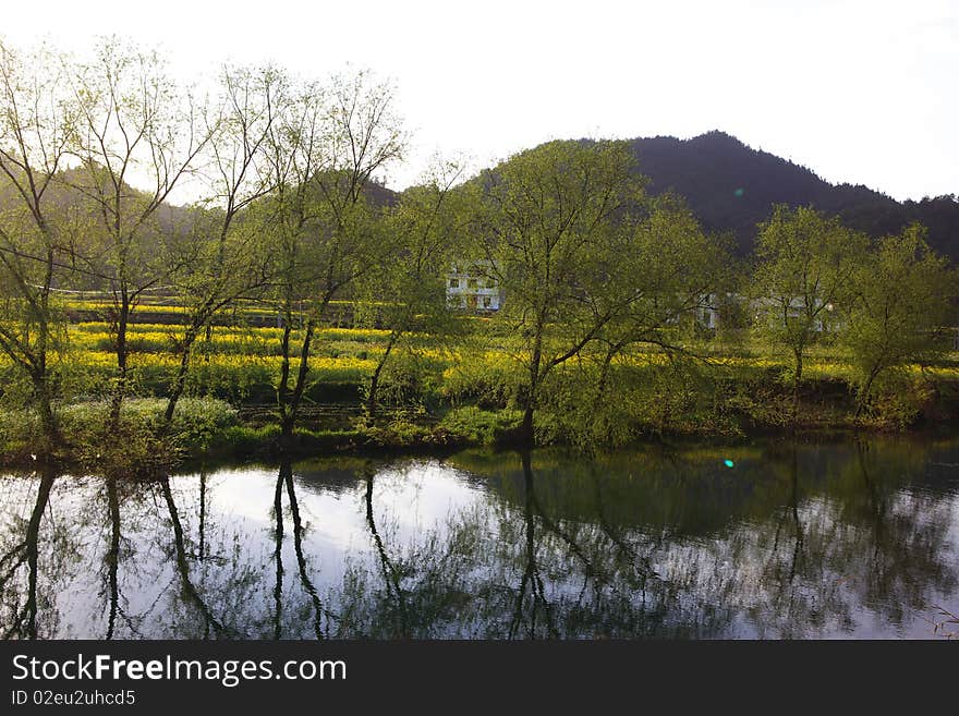 Green trees