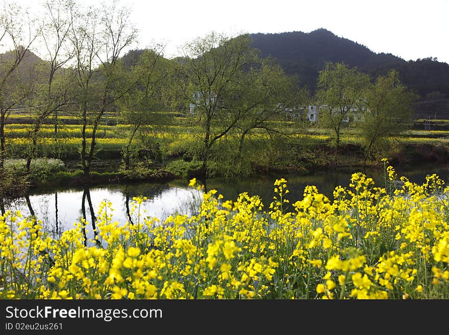 This is a field of openning many flowers