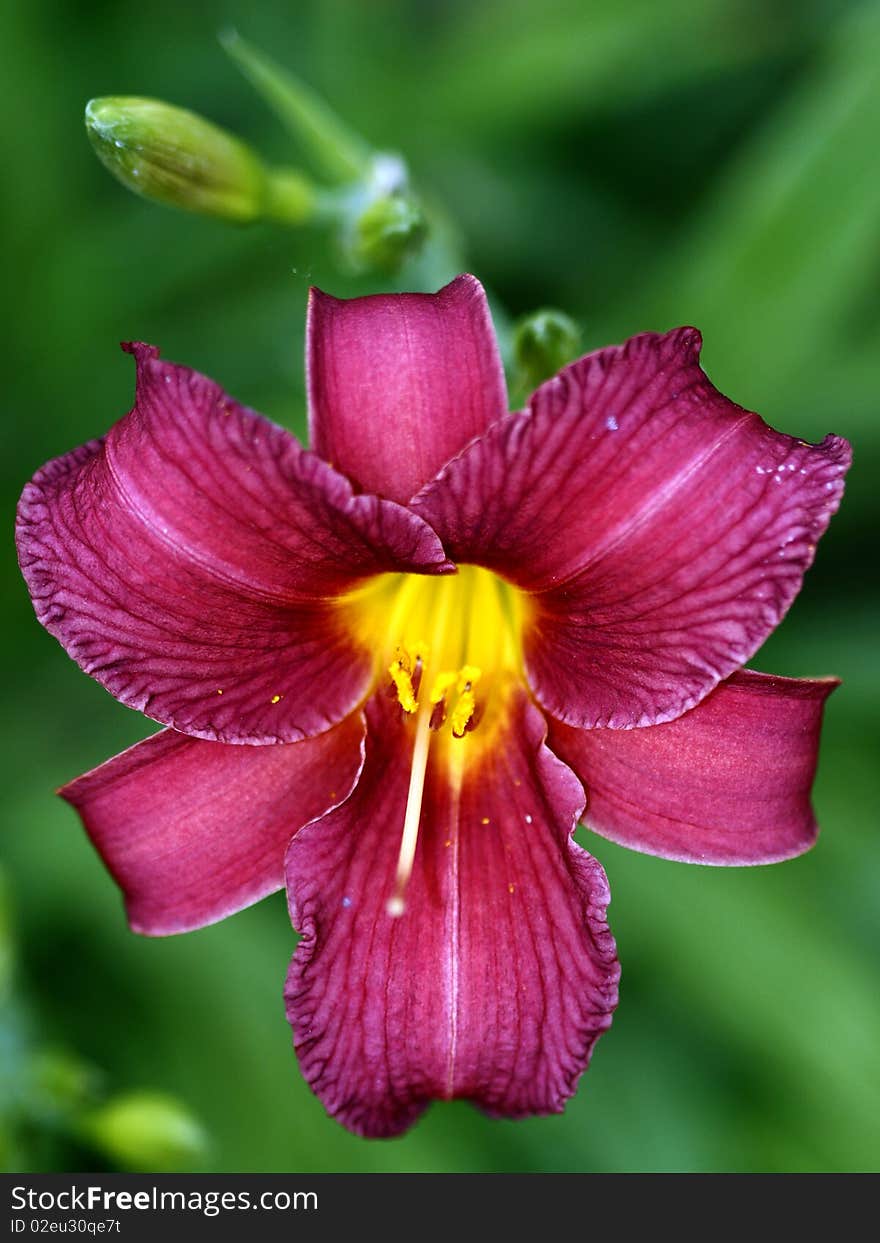 Red flower with green background. Red flower with green background