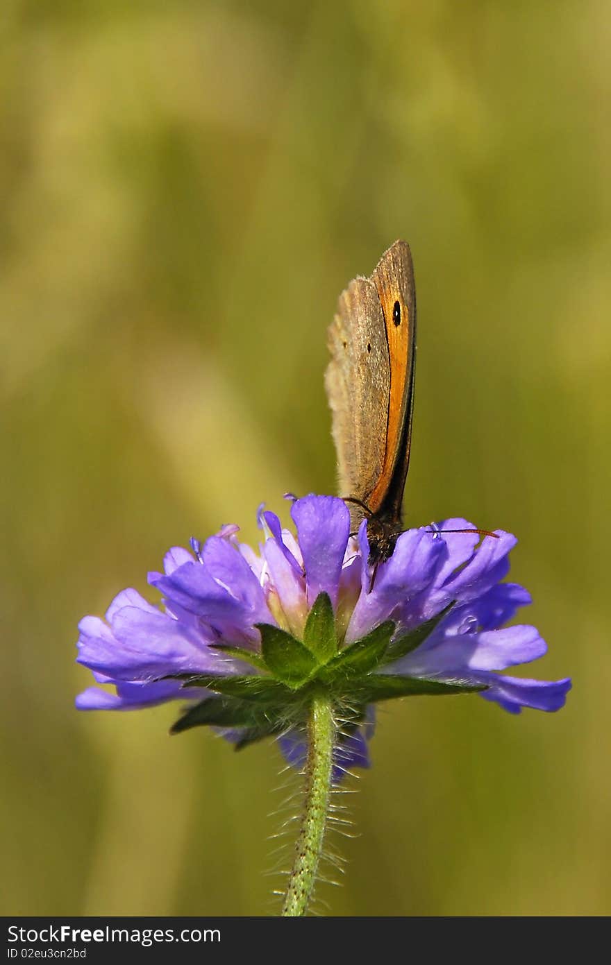 Butterfly drinking the nectar