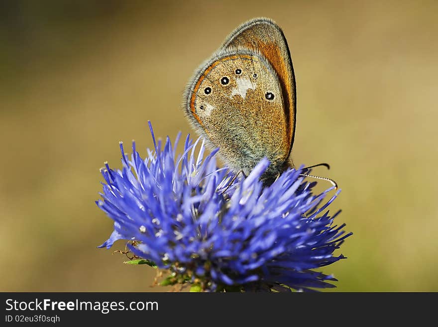 Orange thirsty polka-dot butterfly drinking nectar of the purple flower. Orange thirsty polka-dot butterfly drinking nectar of the purple flower