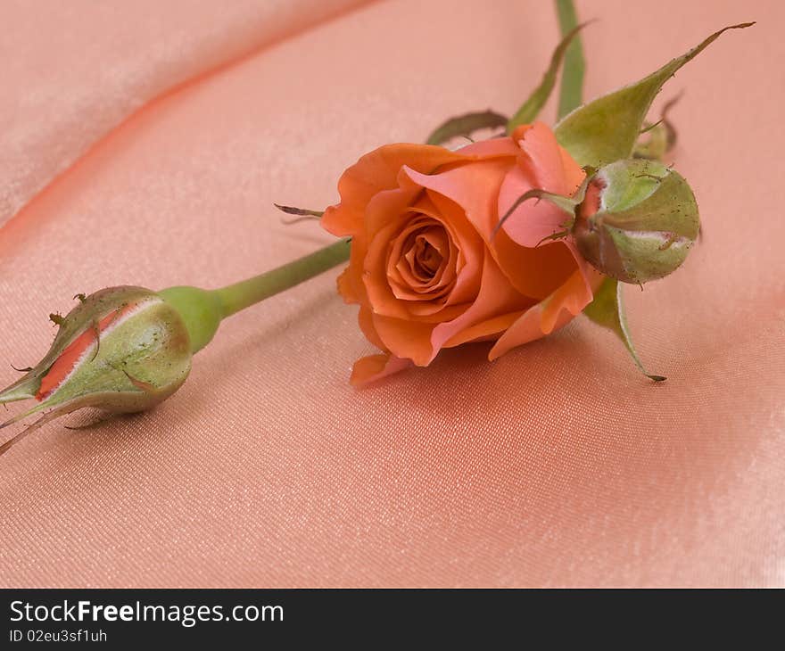 Red rose on pink silk