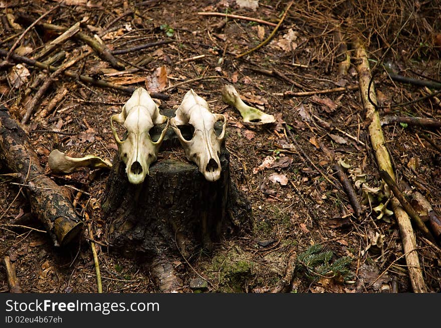 Two deer skulls on the stump