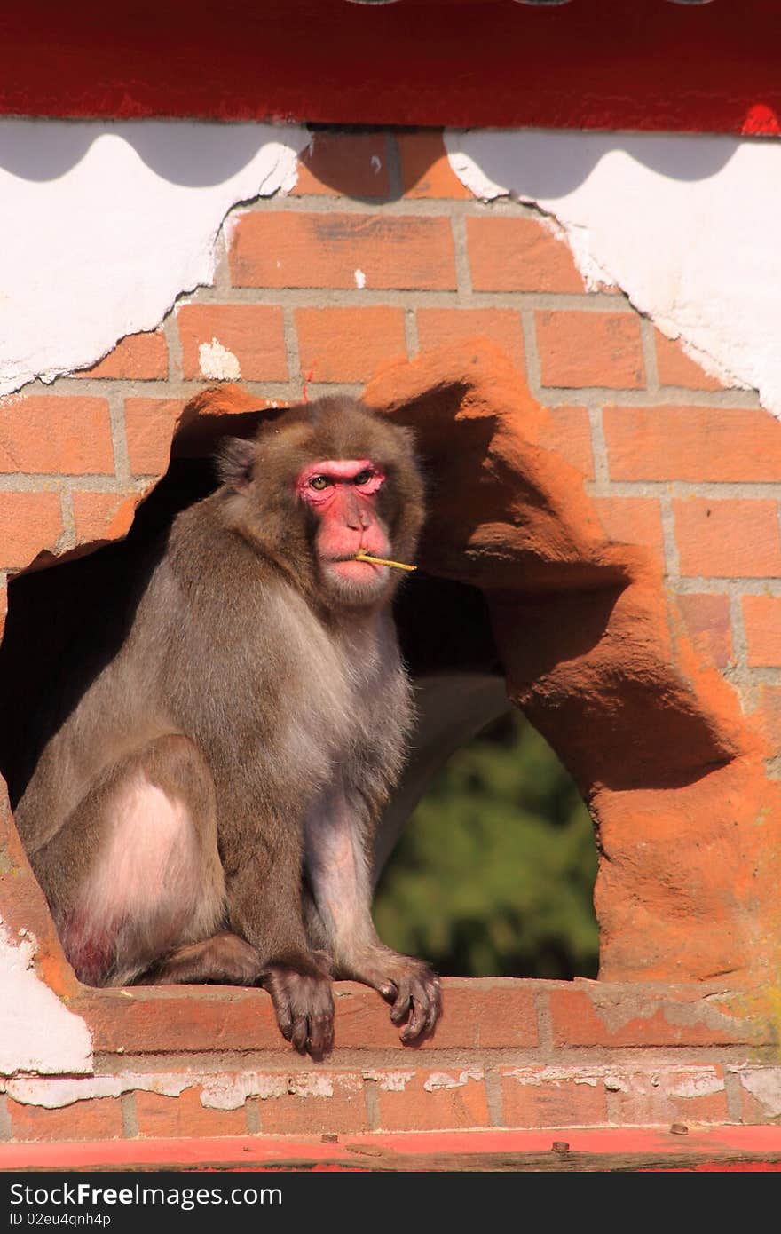 Japanese macaque monkey