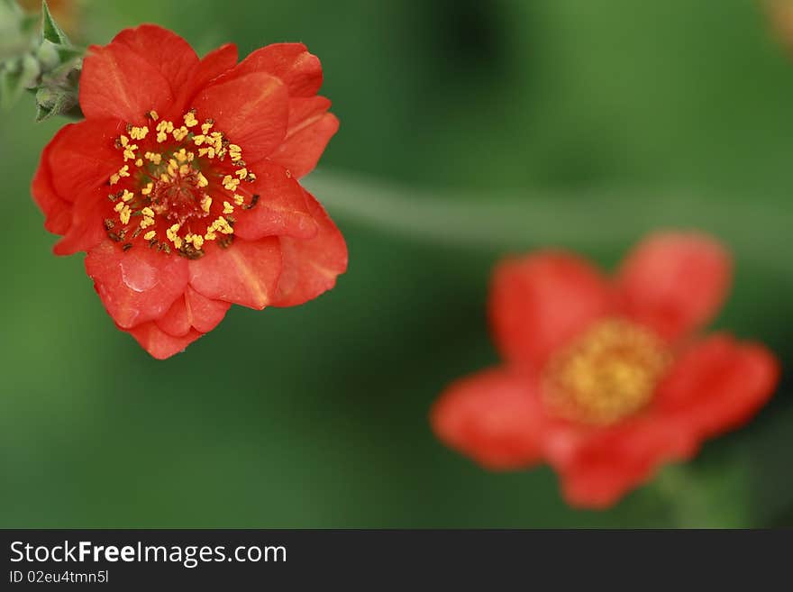 Red Flowers