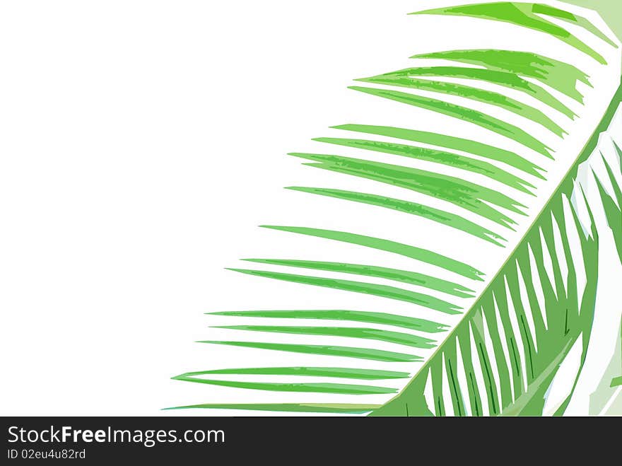 Cycad leaf background