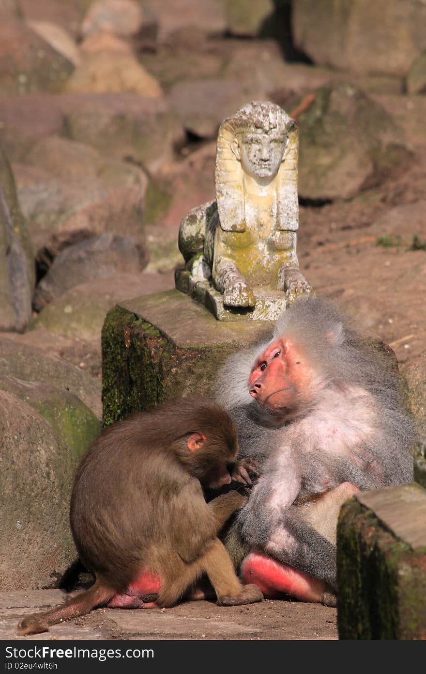 Two japanese macaque grooming each other next to a stone statue.