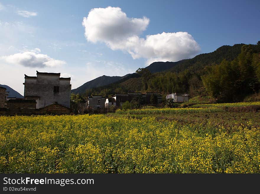 The beautiful scene in the farmland