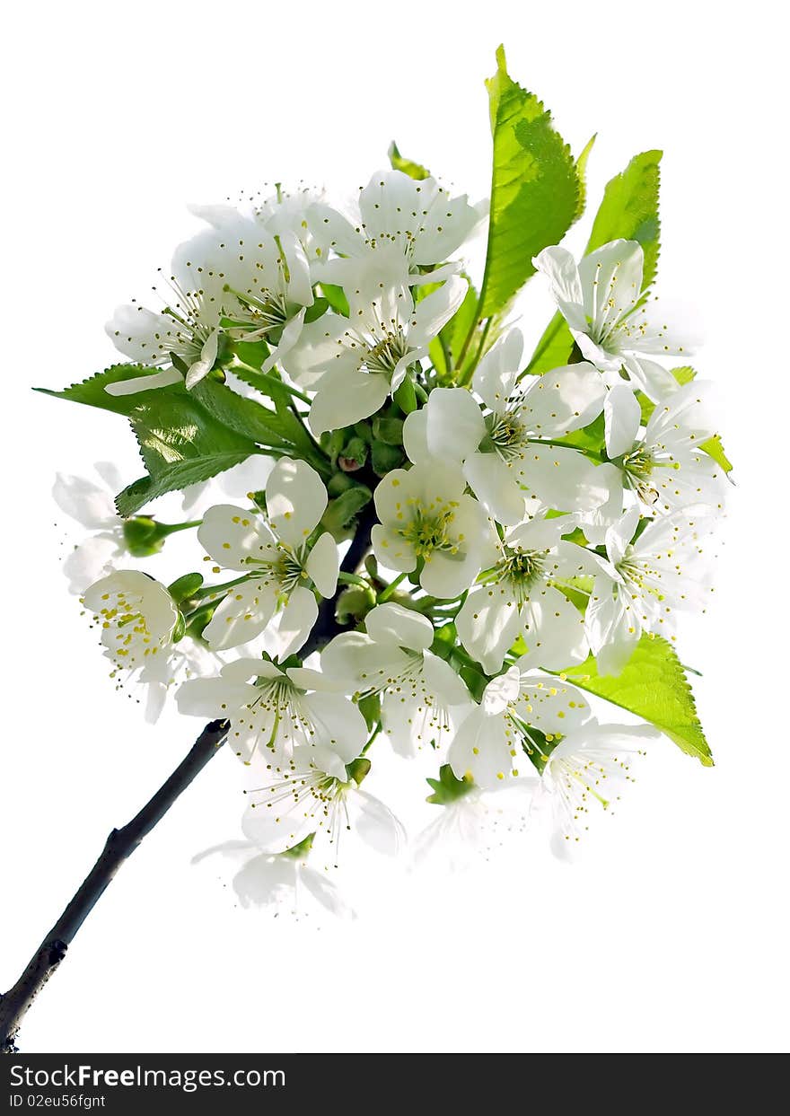 Flowers of cherry isolated on white background. Flowers of cherry isolated on white background.