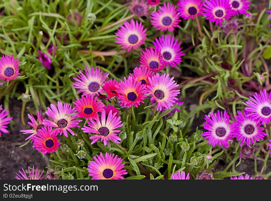 Pink Gazania