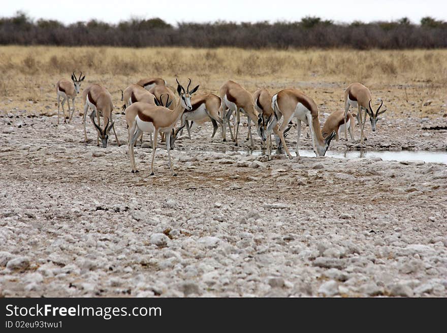 Namibian wild life, Etosha park, dry season. Namibian wild life, Etosha park, dry season