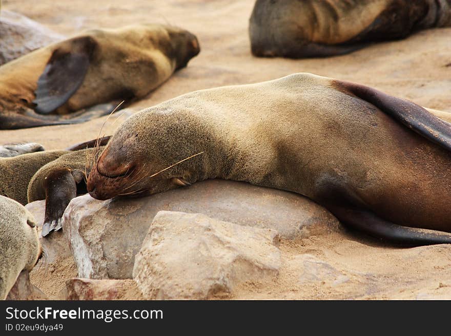 Namibian wild life, Cape Cross, dry season. Namibian wild life, Cape Cross, dry season