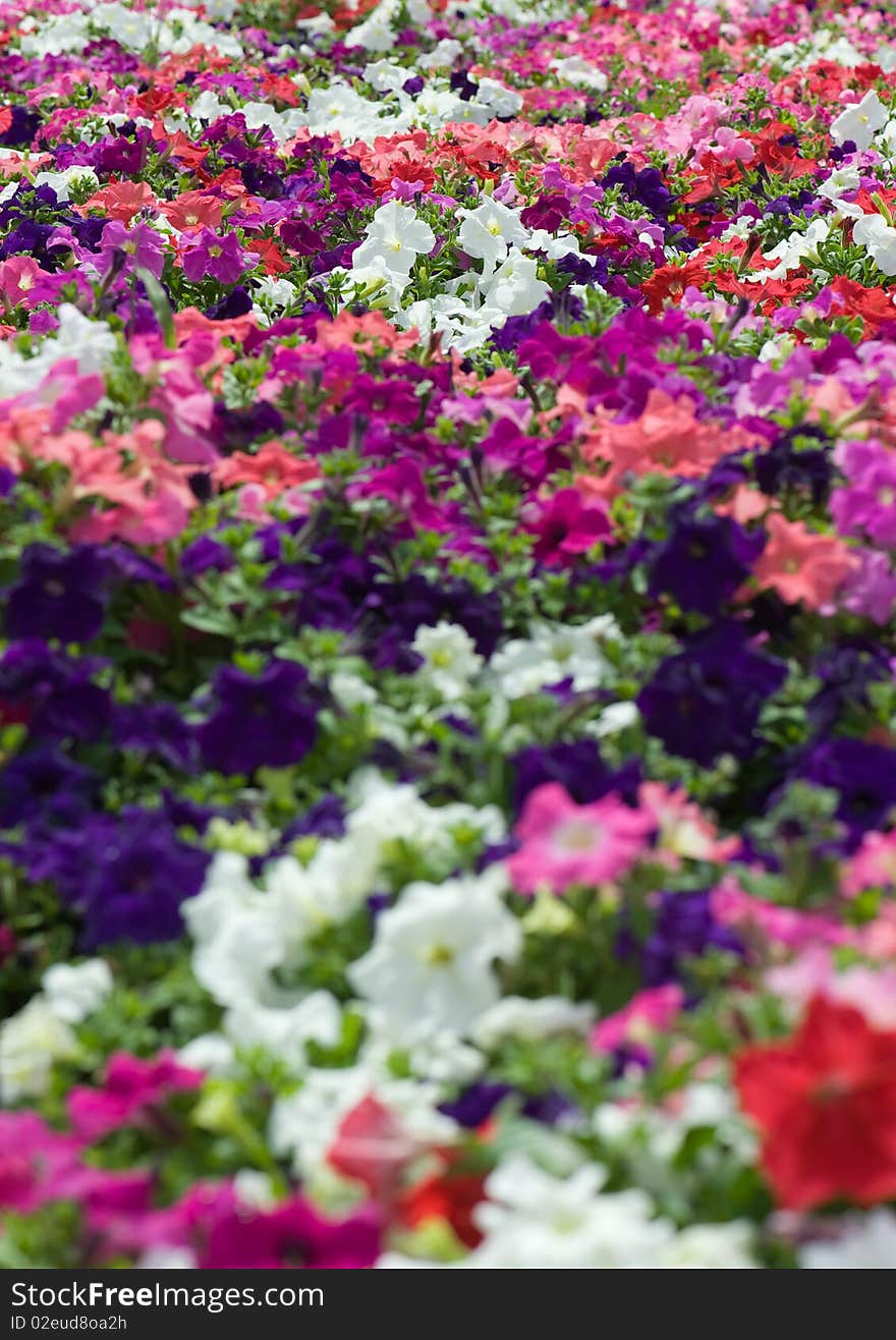 Field of flowers