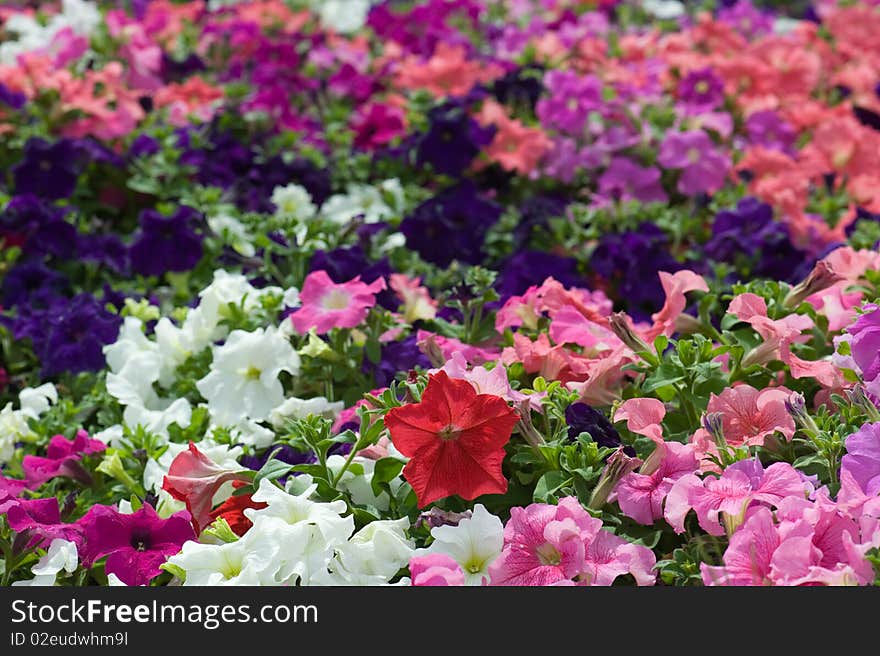 Field Of Flowers