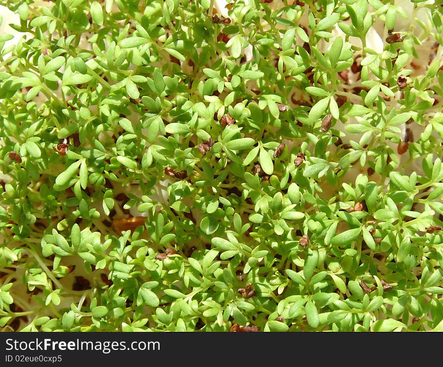 Fresh new watercress - Aroma for salads