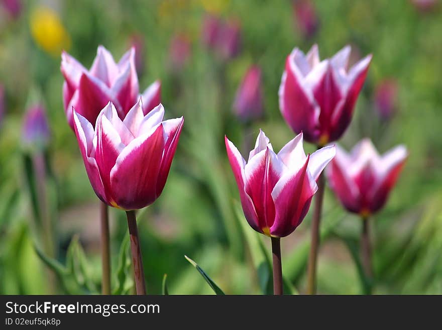 Violet tulips in spring garden