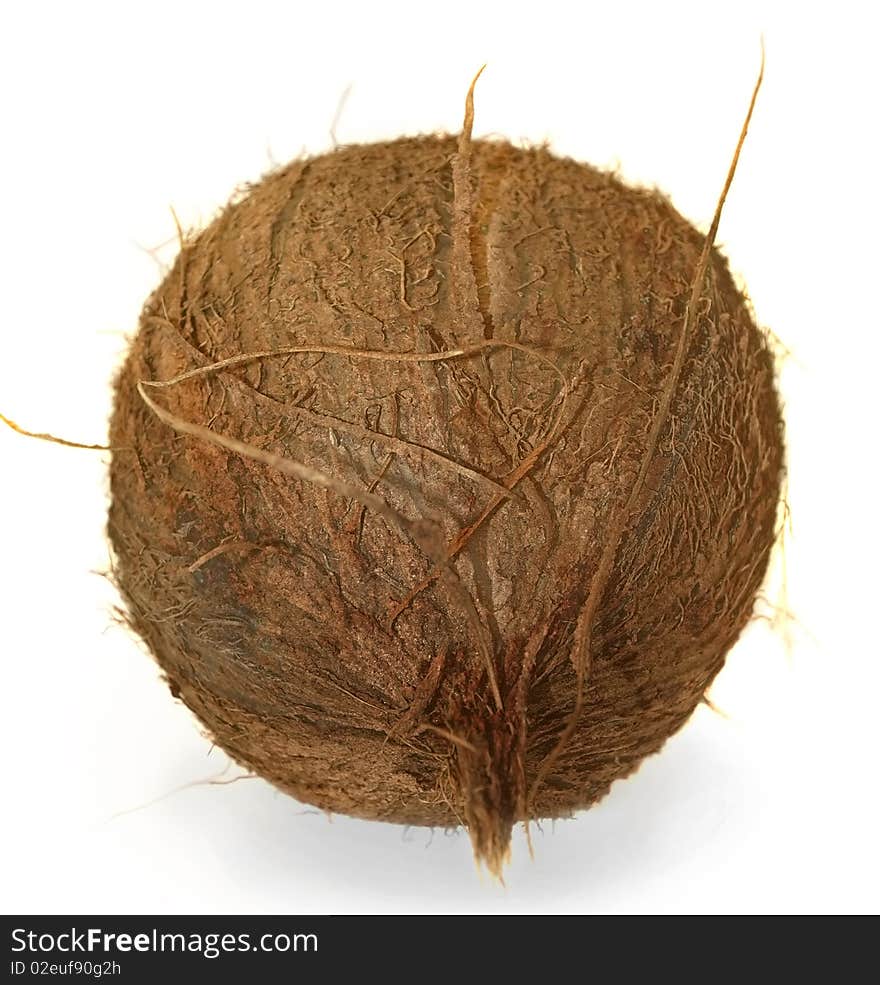 Nut of coconut palm, isolated. Nut of coconut palm, isolated