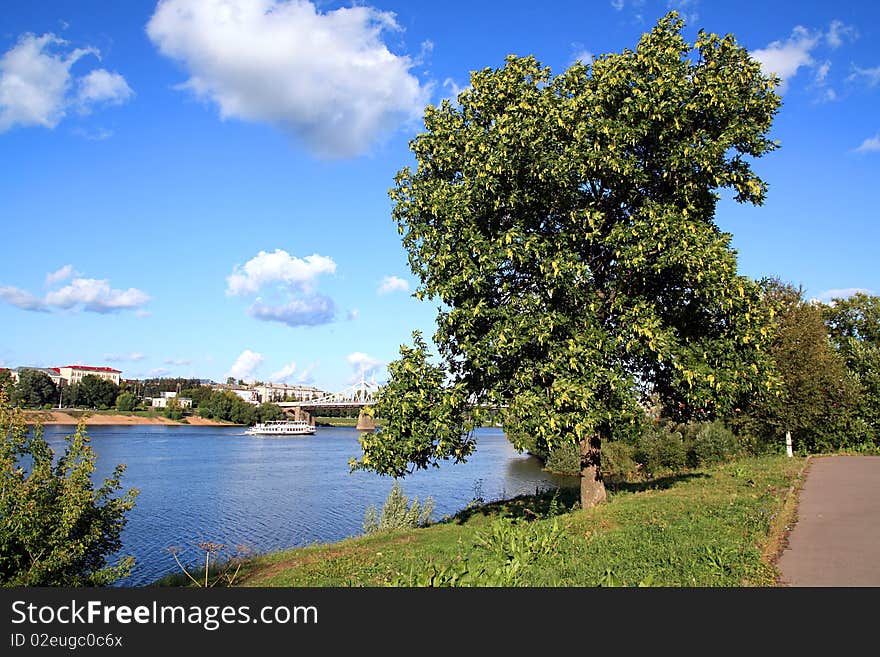 Tree in park near river