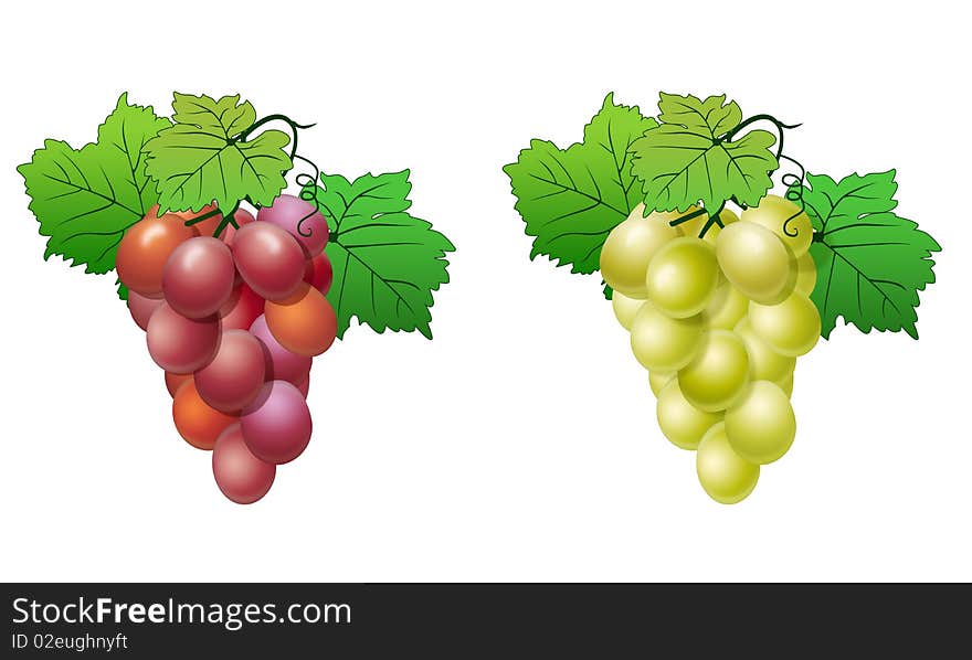 Illustration of clusters of vine on a white background