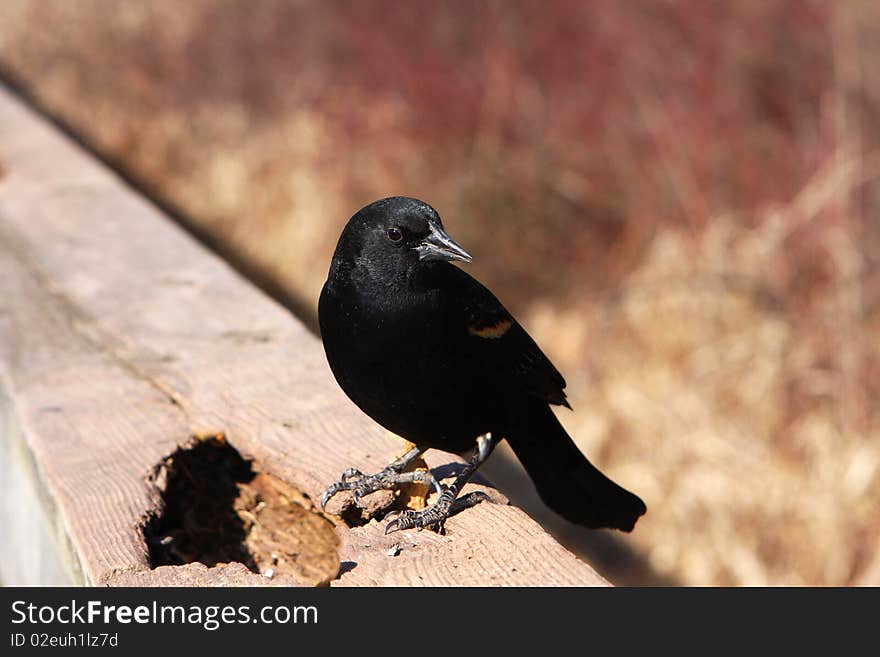 Red-winged Blackbird Male On Rail