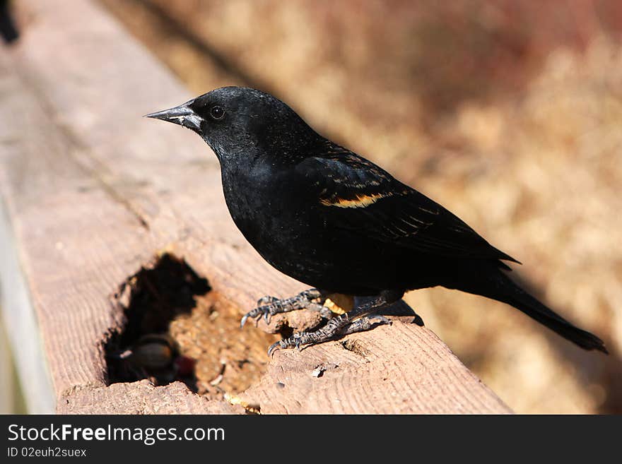 Red-winged Blackbird Male